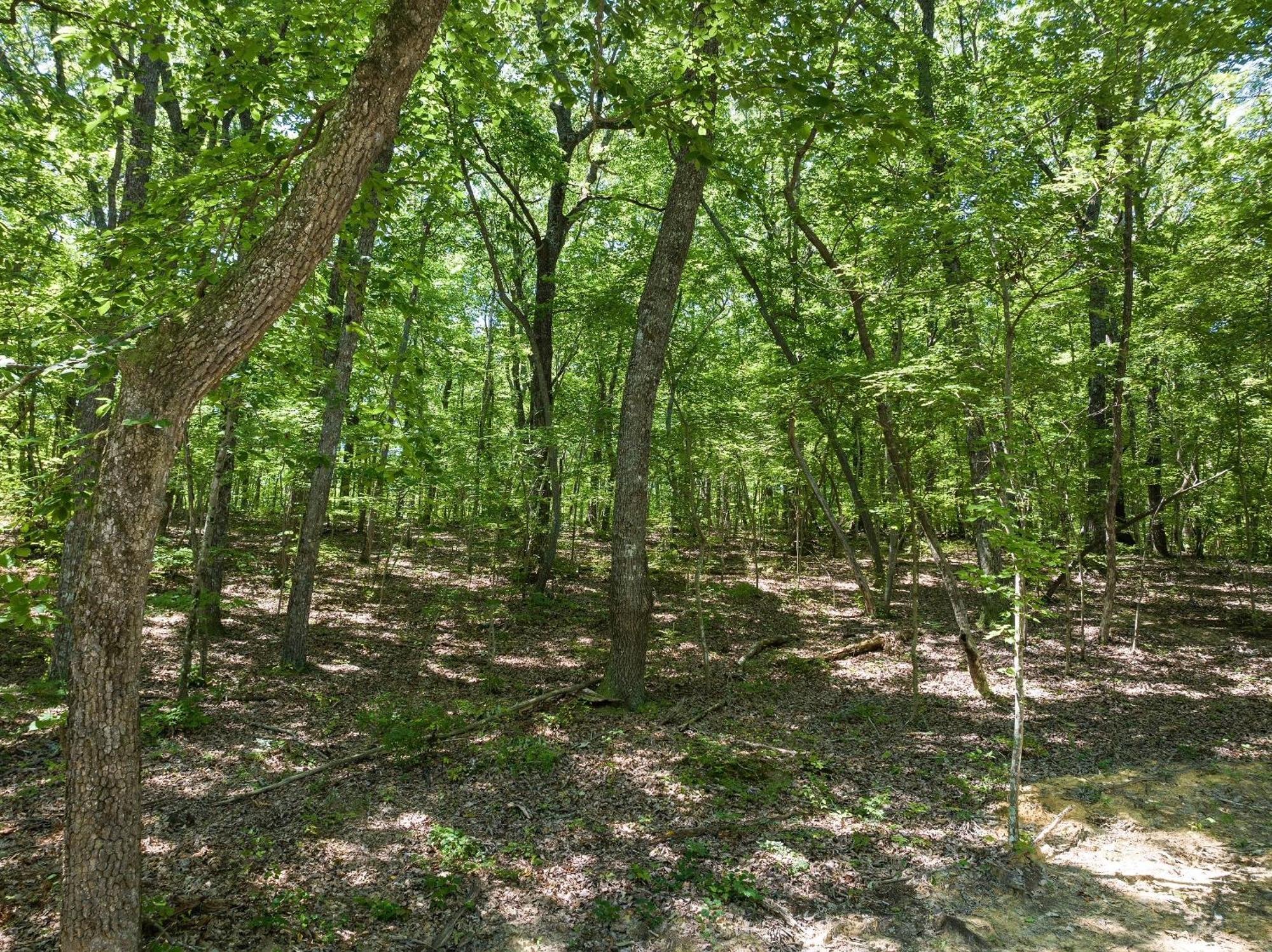 פורט פיין Coyote Cabin At Woodland Retreat At Desoto Beside Desoto State Park מראה חיצוני תמונה